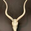 Kudu skull on base. € 125,-