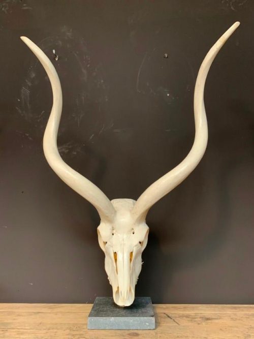 Kudu-Schädel auf Sockel.