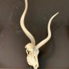 Kudu skull on base. € 125,-