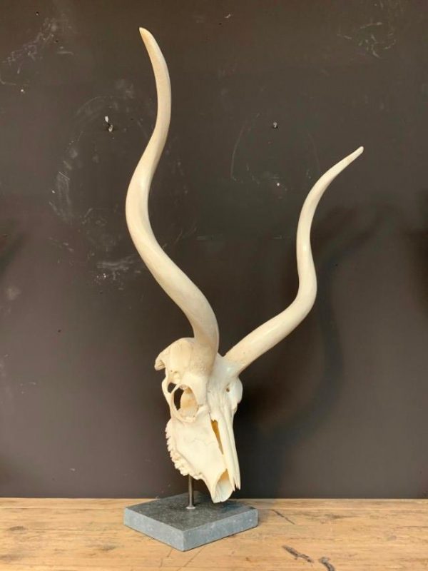 Kudu skull on base. € 125,-