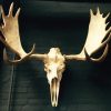 Large and heavy antlers of a Canadian moose