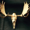 Large and heavy antlers of a Canadian moose