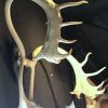 Large and roughly shaped antler of a caribou