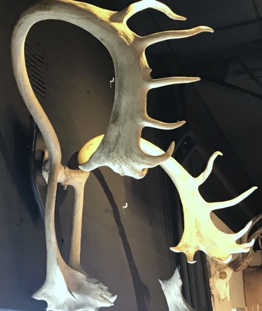 Large and roughly shaped antler of a caribou