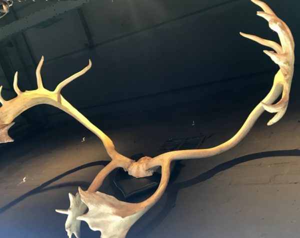 Large and roughly shaped antler of a caribou