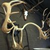 Large and roughly shaped antler of a caribou