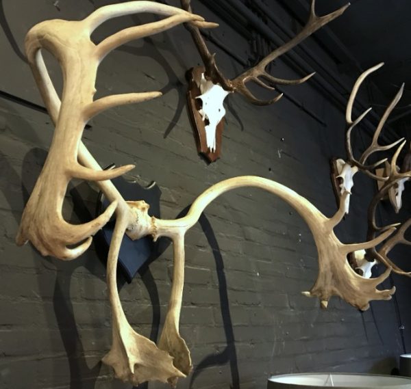 Large and roughly shaped antler of a caribou