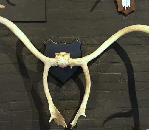 Large and roughly shaped antler of a caribou