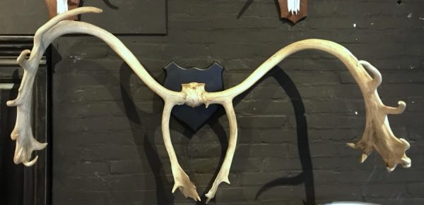 Large and roughly shaped antler of a caribou