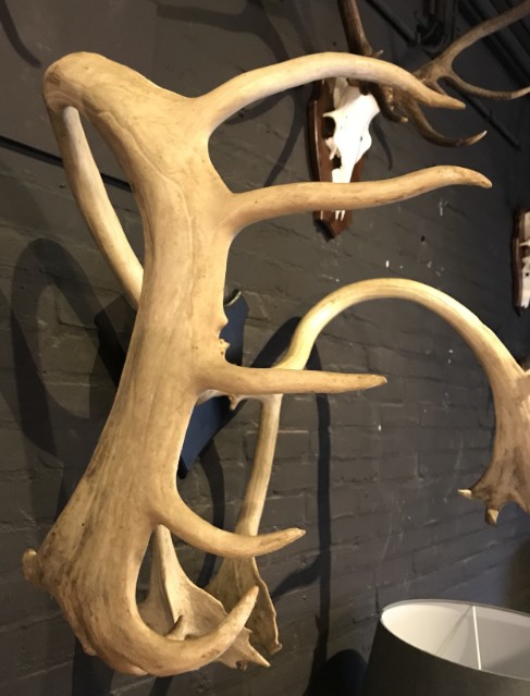 Large and roughly shaped antler of a caribou