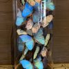 Large antique bell jar filled with blue and white Morpho butterflies