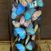 Large antique bell jar filled with blue and white Morpho butterflies