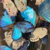 Large antique bell jar filled with blue and white Morpho butterflies