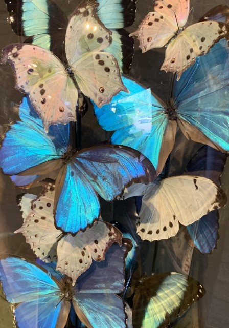 Large antique bell jar filled with blue and white Morpho butterflies