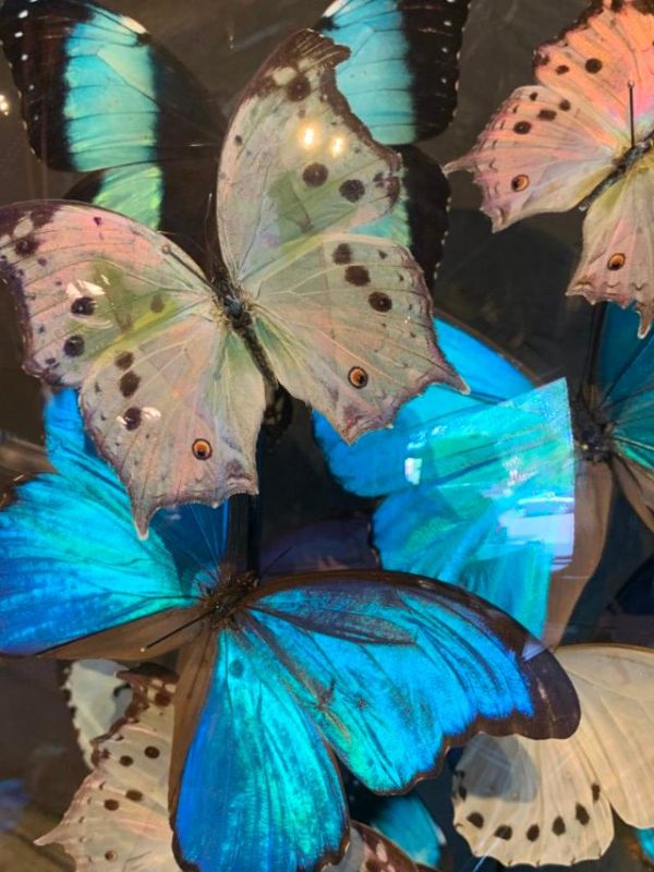 Large antique bell jar filled with blue and white Morpho butterflies