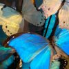 Grote antieke stolp rijkelijk gevuld met blauwe en witte morpho vlinders