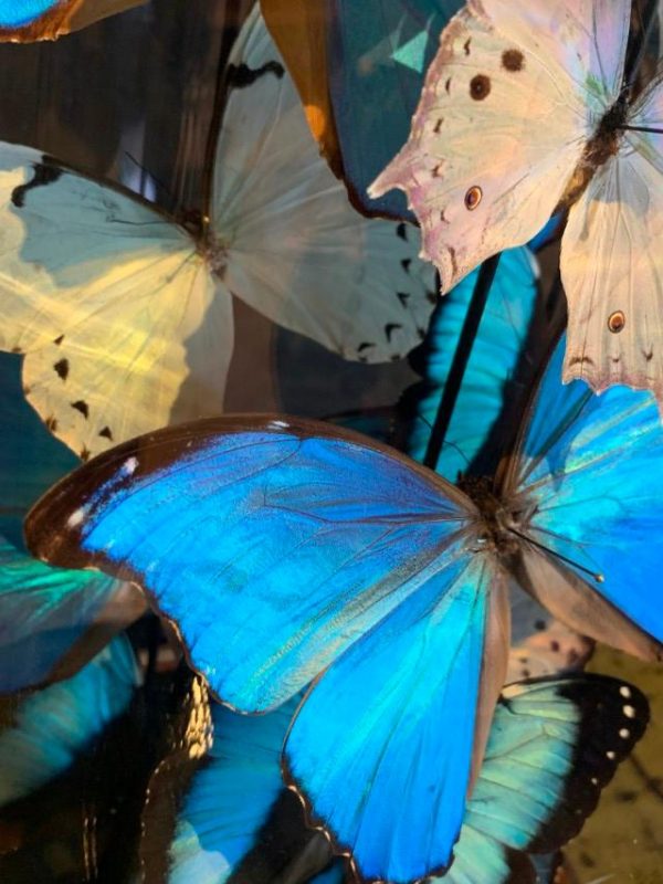 Grote antieke stolp rijkelijk gevuld met blauwe en witte morpho vlinders