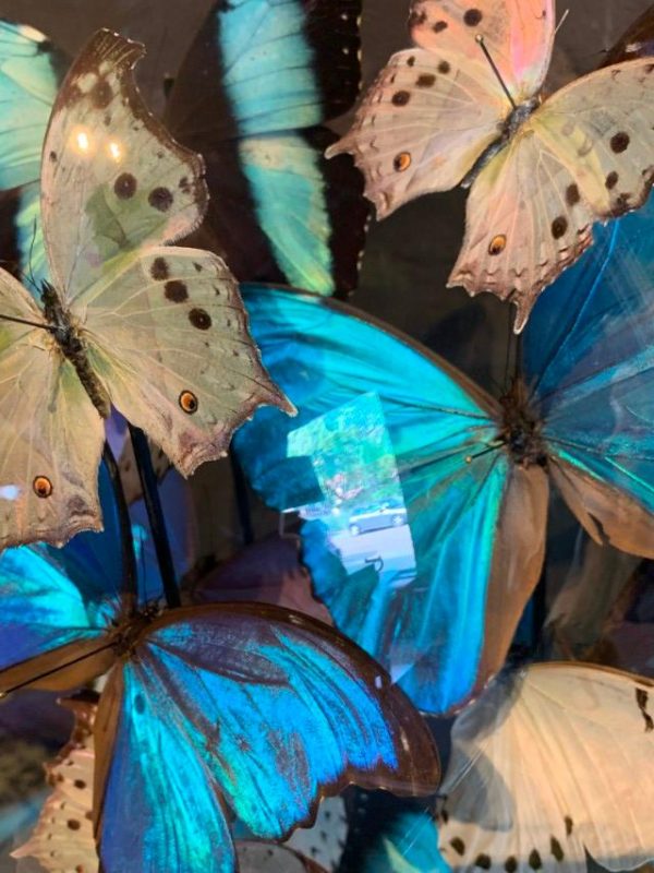 Grote antieke stolp rijkelijk gevuld met blauwe en witte morpho vlinders