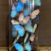 Large antique bell jar filled with blue and white Morpho butterflies