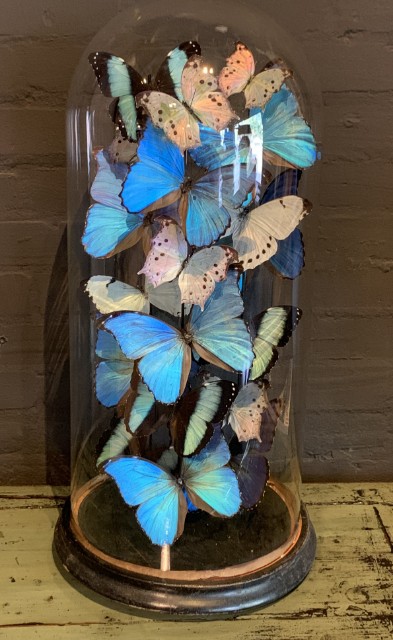 Große antike Glocke, reich gefüllt mit blauen und weißen Morpho Schmetterlingen