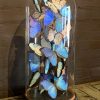 Large antique bell jar filled with blue and white Morpho butterflies