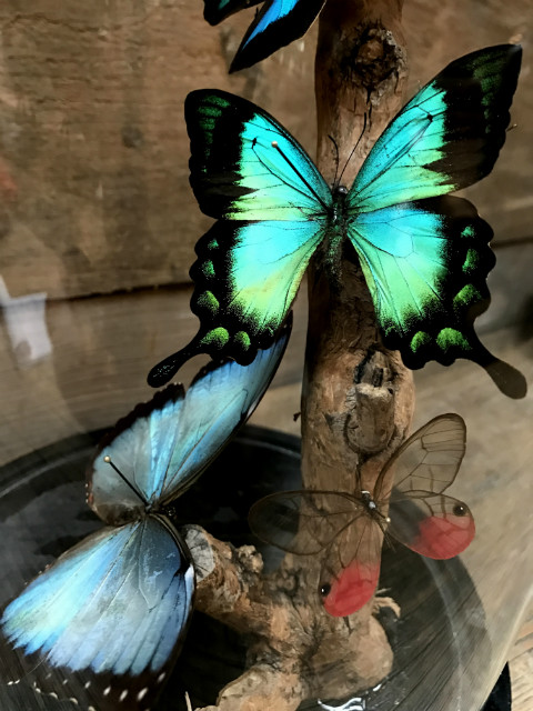 Large antique dome with several butterflies on a grape branch