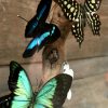 Large antique dome with several butterflies on a grape branch