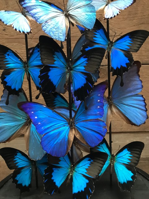 Grote antieke stolp zeer rijkelijk gevuld met prachtige blauwe Morpho vlinders