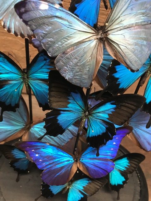 Großes antikes Glocke sehr großzügig mit schönen blauen Morpho Schmetterlingen gefüllt