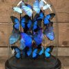 Antique glass dome with beautiful butterflies in many colors
