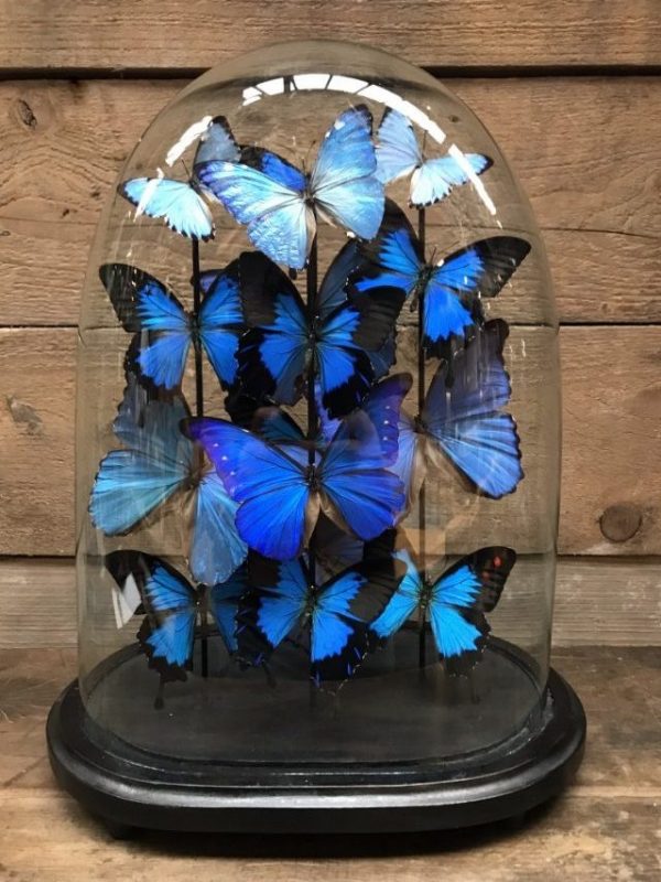 Large antique glass dome very richly filled with beautiful blue Morpho butterflies