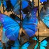 Large antique glass dome very richly filled with beautiful blue Morpho butterflies