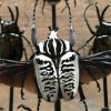 Large antique oval bar filled with beautiful beetles