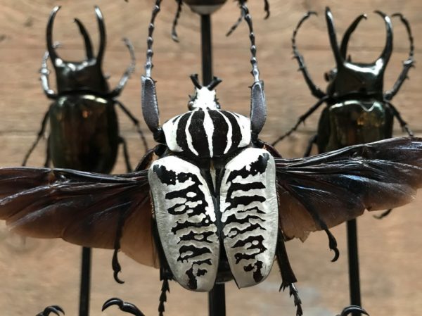 Großes antikes ovales Glas gefüllt mit schönen Käfern