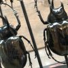 Large antique oval bar filled with beautiful beetles