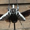 Large antique oval bar filled with beautiful beetles