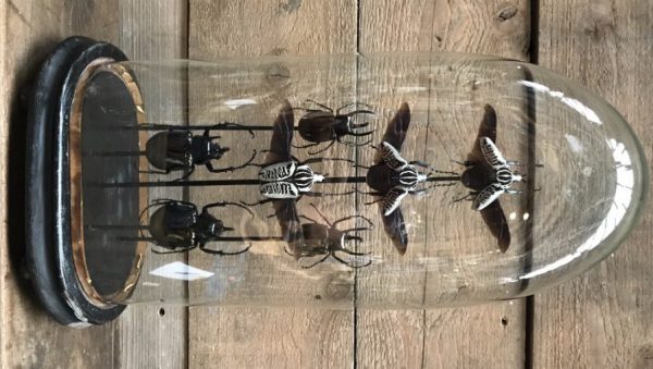 Großes antikes ovales Glas gefüllt mit schönen Käfern