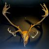 Rugged skull of a very large old bison bull