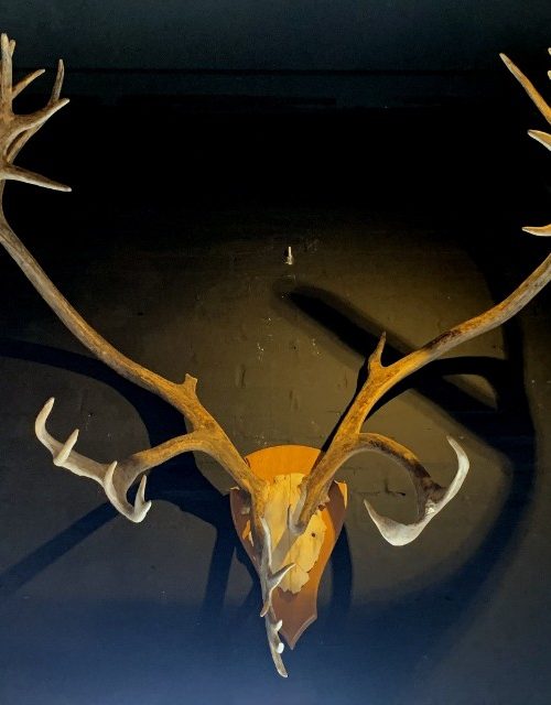 Large antler of a Caribou