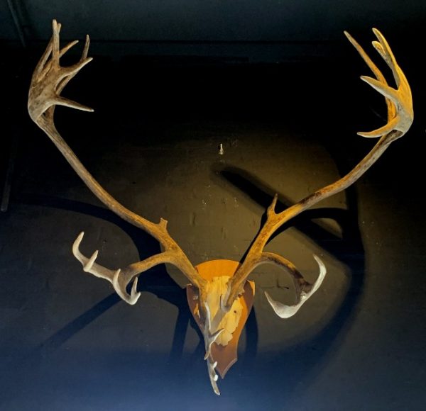 Large antler of a Caribou