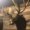 Large beautiful trophy head of a Canadian moose