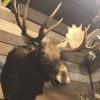 Large beautiful trophy head of a Canadian moose