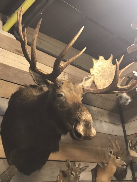 Large beautiful trophy head of a Canadian moose