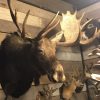 Large beautiful trophy head of a Canadian moose