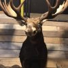 Large beautiful trophy head of a Canadian moose