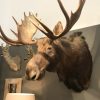 Large beautiful trophy head of a Canadian moose