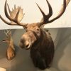 Large beautiful trophy head of a Canadian moose