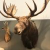 Beautiful recently made taxidermy head of a Canadian moose