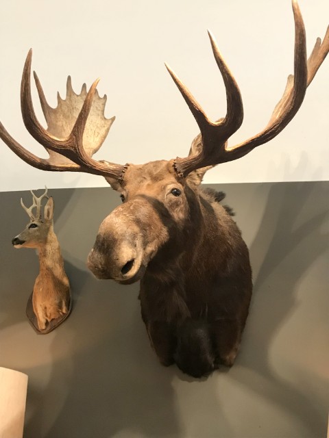 Bijzondere en grote opgezette kop van een Canadese eland
