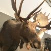 Large beautiful trophy head of a Canadian moose